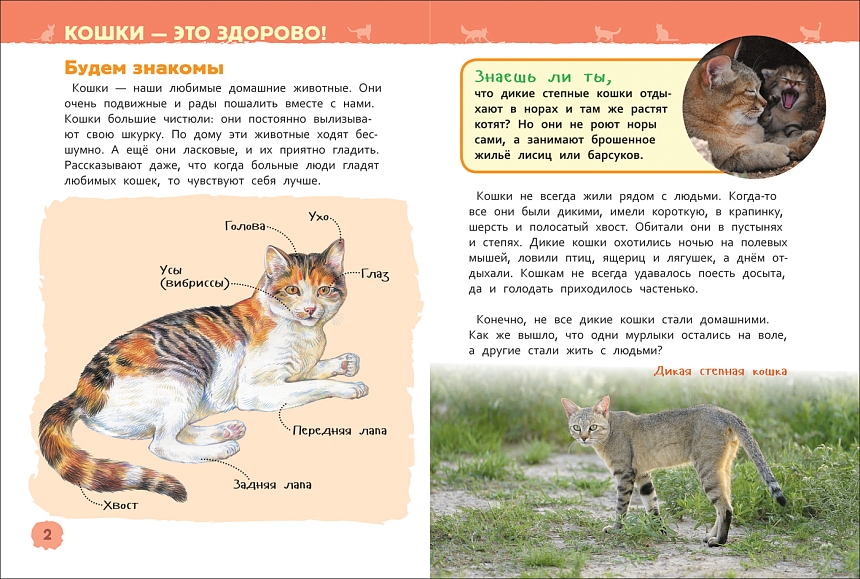 Кошки и котята. Энциклопедия для детского сада