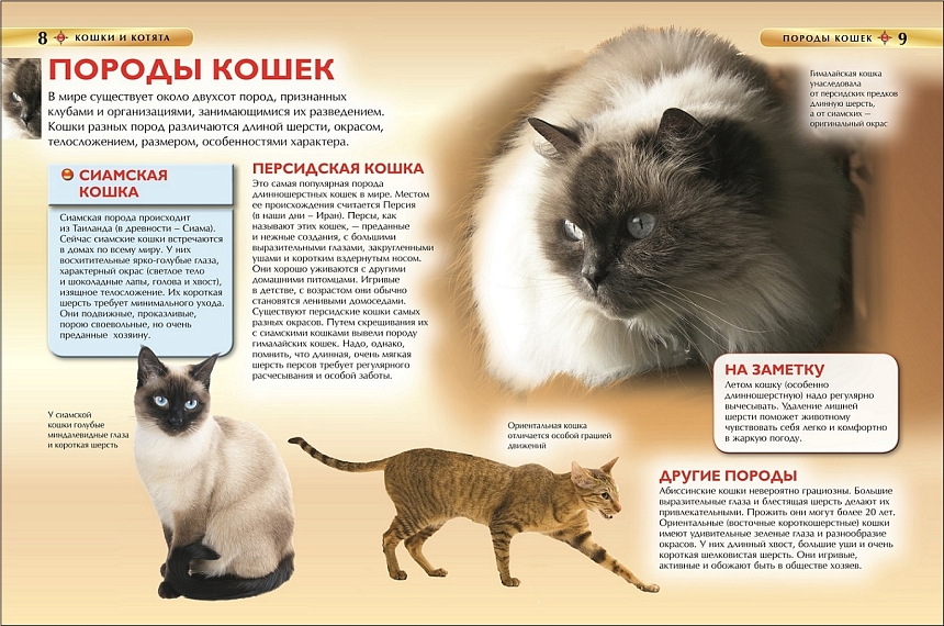 Кошки и котята. Детская энциклопедия